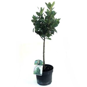 Loureiro - Laurus nobilis (vaso 17cm)