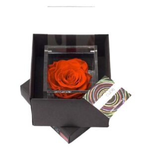 Rosa preservada, em caixa Flowercube - tom vermelho (6cm)