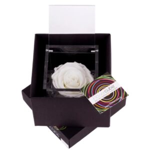 Rosa preservada, em caixa Flowercube - tom branco (8cm)
