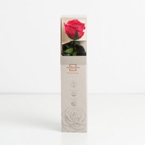 Rosa preservada cor de rosa escuro (26cm)