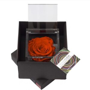 Rosa preservada, em caixa Flowercube -  tom vermelho (8cm)
