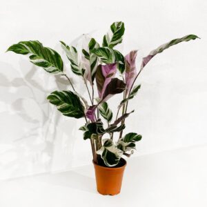 Calatéia - Calathea 'white fusion' (vaso 14cm)