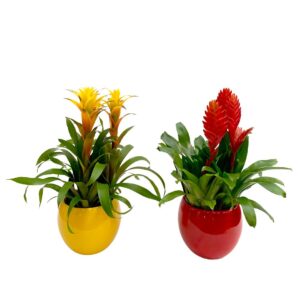 Bromélia - Guzmania sp. (1und, vaso cerâmica, várias cores)