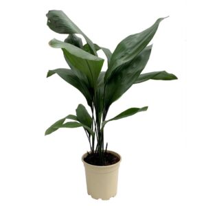 Aspidistra - Aspidistra elatior (17cm pot)