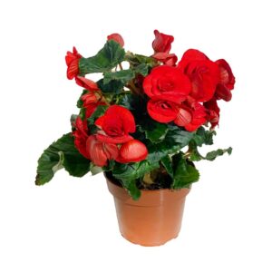 Begónia Dobrada - Begonia elatior grp (vaso 13cm)