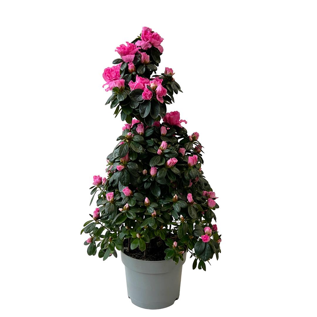 Azálea – Rhodondendron (vaso 17cm, flor branca ou rosa)