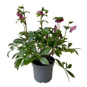 Heléboro - Helleborus sp. (vaso 17cm)
