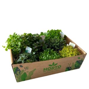 Caixa Aromáticas Surpresa (8 x vasos 10,5cm)