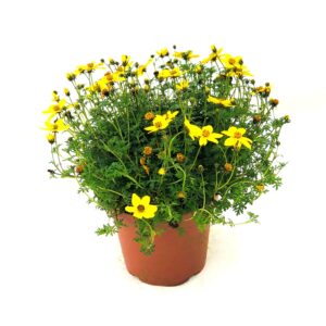 Bidens - Bidens ferulifolia (14cm pot)
