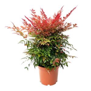 Bambu Sagrado - Nandina domestica (vaso 21cm)