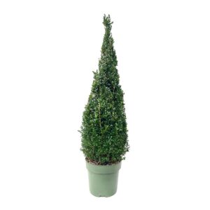 Buxo - Buxus sempervirens (vaso 27cm)