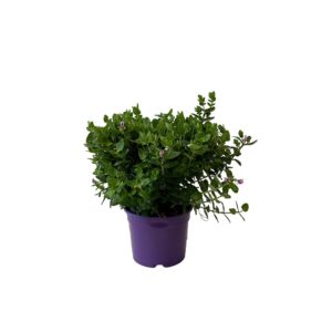 Polígala - Polygala myrtifolia 'Bibi Pink' (vaso 17cm)