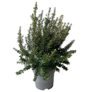 Murta - Myrtus communis (vaso 19cm)
