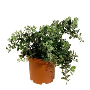 Metrosidero - Metrosideros excelsa (vaso 19cm)