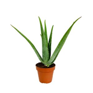 Babosa - Aloe vera (vaso 14cm)
