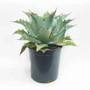 Agave - Agave durangensis (vaso 20cm)