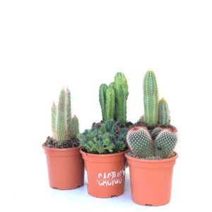 Cacto (1 und, vaso 17cm)