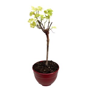 Videira - Vitis vinifera (taça 20cm)