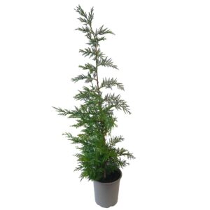 Cipreste de Leyland - Cupressus leylandii (vaso 17cm)