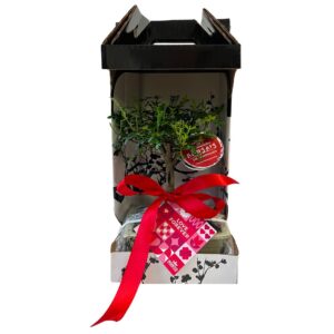 Bonsai Zanthoxylum 5 anos - Zanthoxylum Piperitum