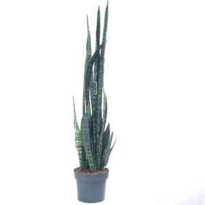 Snake Plant - Sansevieria zeylanica (25 cm pot, 1.25 m height)