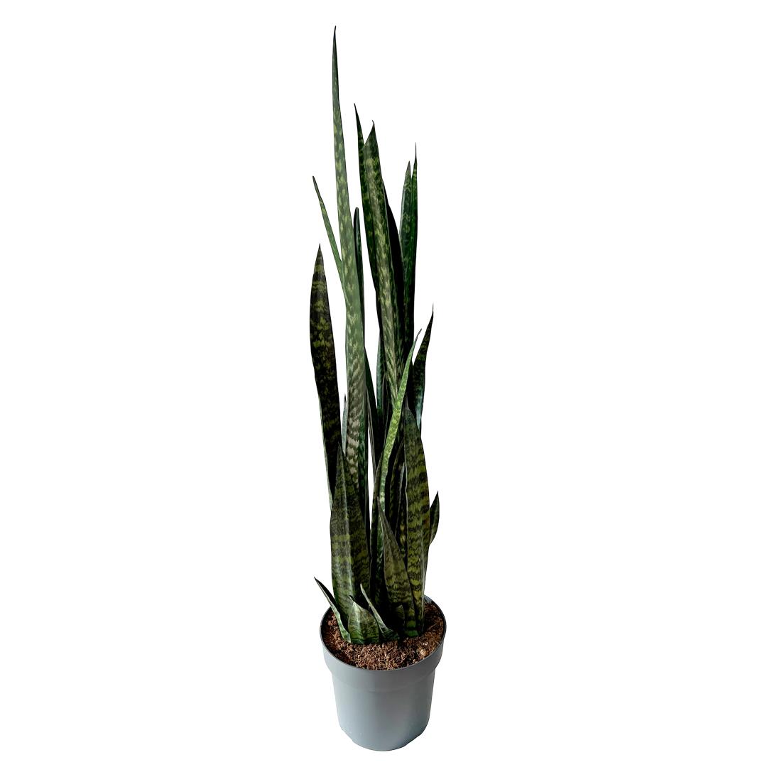 Snake Plant – Sansevieria zeylanica (25 cm pot, 1.25 m height)