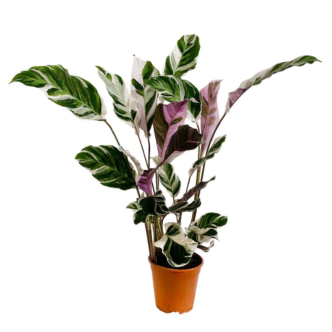 Calatéia – Calathea ‘white fusion’ (vaso 14cm)