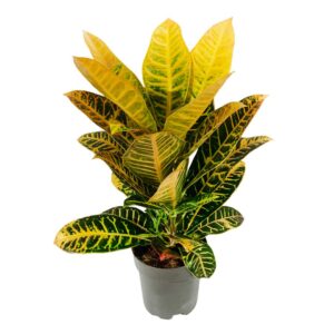 Cróton - Codiaeum variegatum 'Petra' (vaso 17cm)