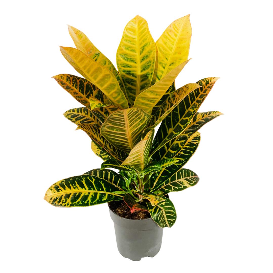 Cróton – Codiaeum variegatum ‘Petra’ (vaso 17cm)