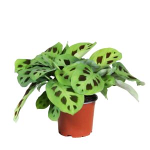 Maranta Verde - Maranta leuconeura 'kerchoveana' (vaso 12cm)