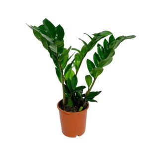 Zamioculca - Zamioculcas zamiifolia (vaso 12cm)