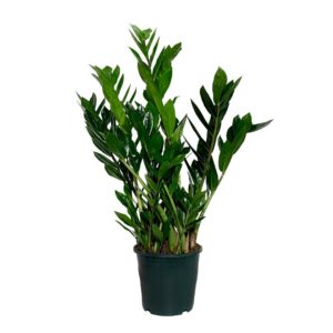 Zamioculca - Zamioculcas zamiifolia (vaso 17cm)