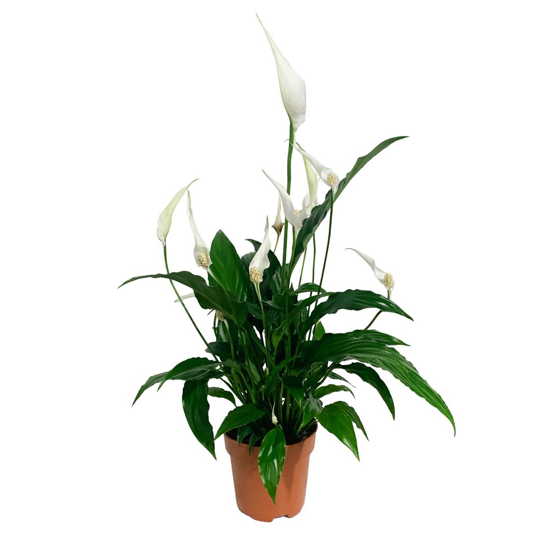 Lírio da Paz – Spathiphyllum wallisii (vaso 17cm)