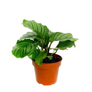 Calatéia Orbifólia - Calathea orbifolia (vaso 14cm)
