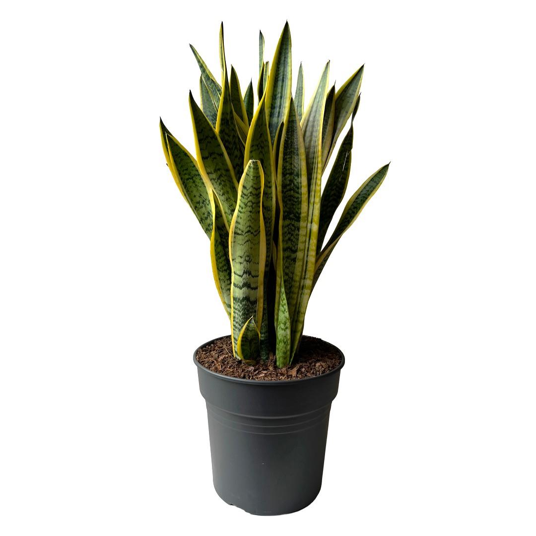 Snake Plant Bárbara – Sansevieria trifasciata ‘Laurentii’ (30 cm pot, 1 m tall)