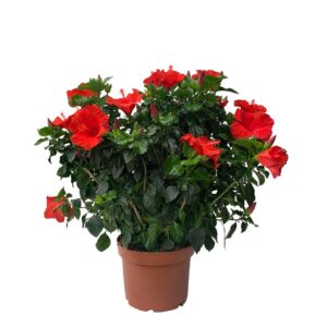 Hibisco - Hibiscus rosa-sinensis (vaso 29cm)