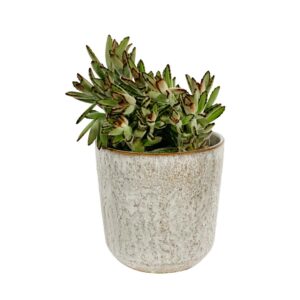 Suculenta em vaso vidrado