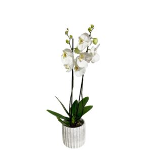 Orquídea Borboleta em vaso branco - Phalaenopsis em vaso branco