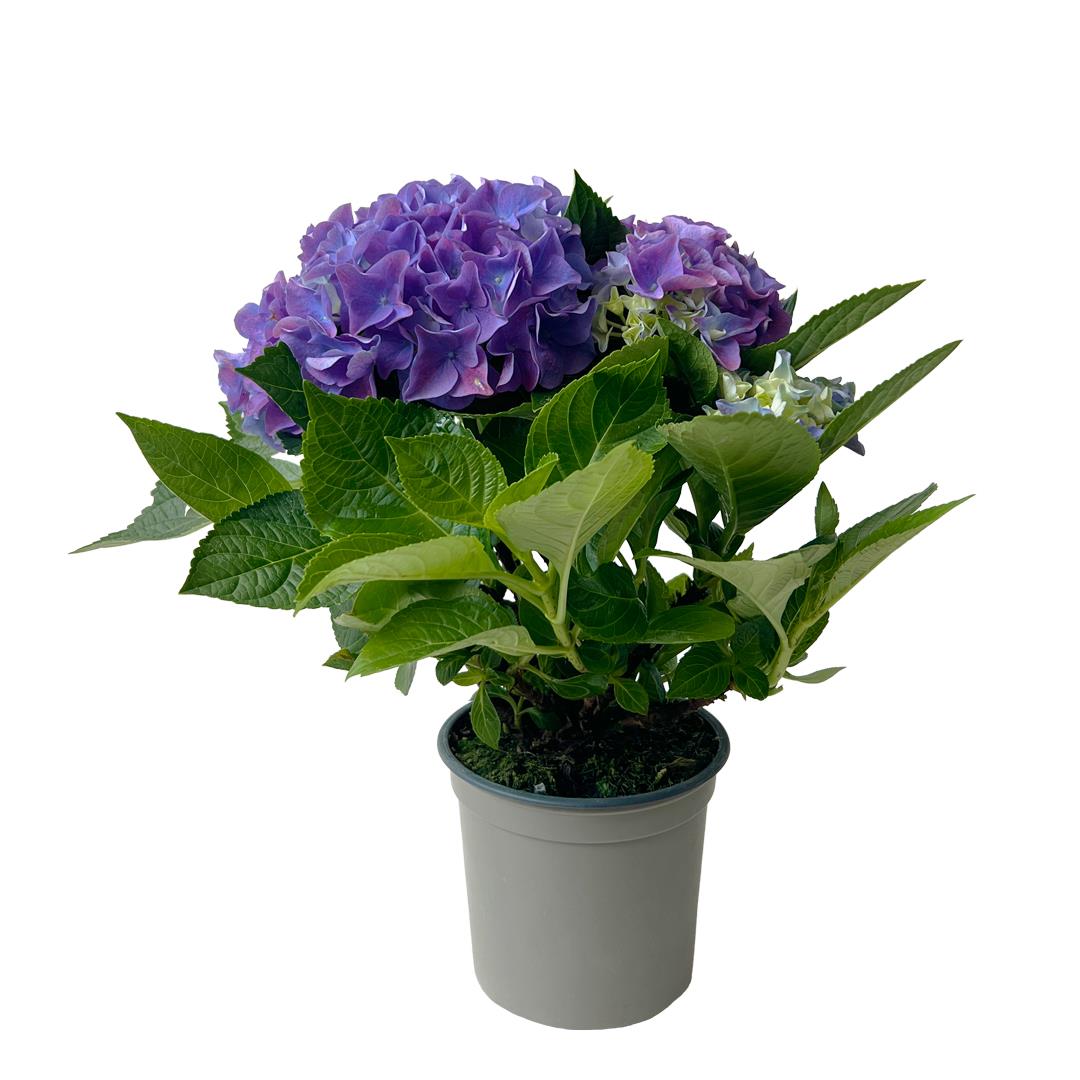 Hortênsia Azul/Roxa – Hydrangea macrophylla (vaso 13cm)