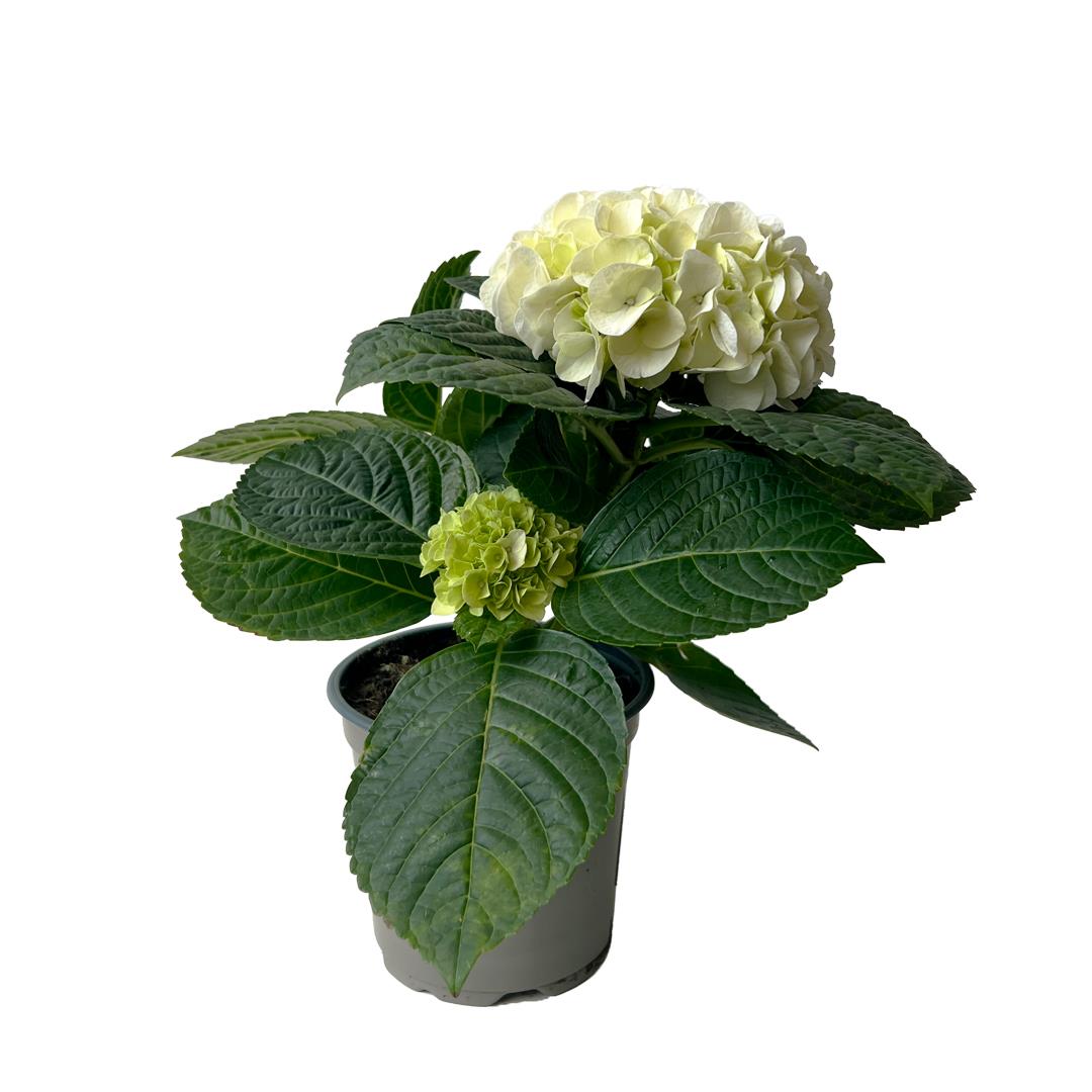 Hortênsia Branca – Hydrangea macrophylla (vaso 13cm)