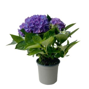 Hortênsia roxa/azul - Hydrangea macrophylla (vaso 13cm)