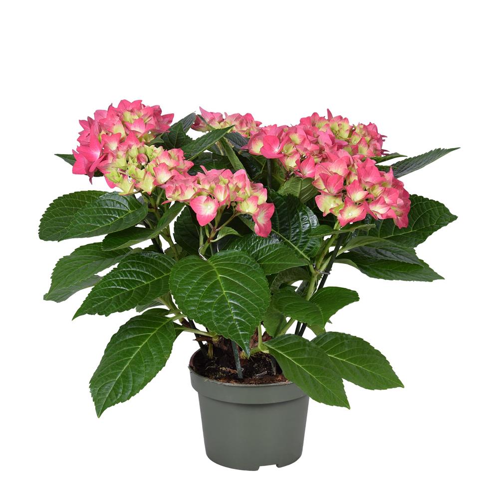 Hortênsia Rosa – Hydrangea macrophylla (vaso 13cm)