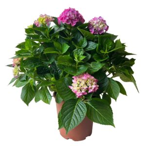 Pink Hydrangea - Hydrangea macrophylla (27cm pot)