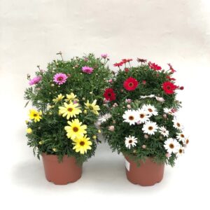 Daisy - Argyanthemum 'Grandaisy' (19 cm pot, various colours)