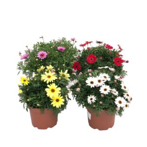 Malmequer - Argyanthemum 'Grandaisy' (vaso 19cm, várias cores)