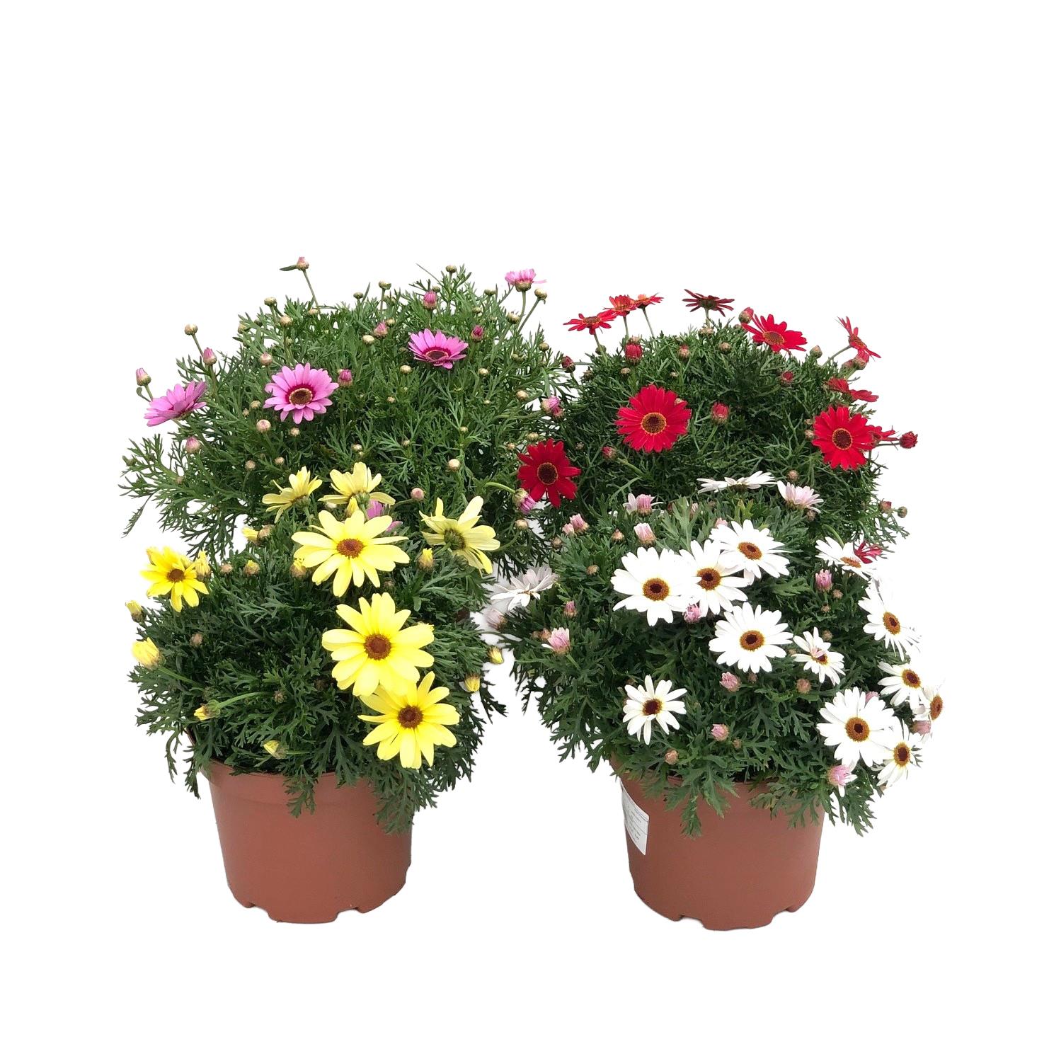 Malmequer – Argyanthemum ‘Grandaisy’ (vaso 19cm, várias cores)