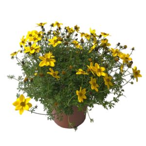 Bidens - Bidens ferulifolia (14cm pot)