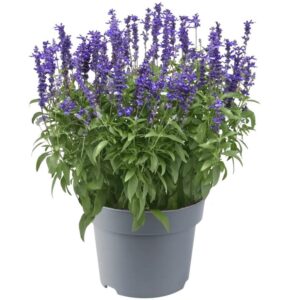 White Sage - Salvia farinacea (17cm pot)
