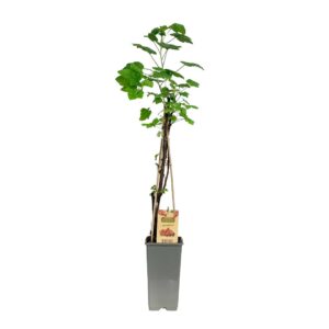 Red currant - Ribes rubrum (16cm pot)