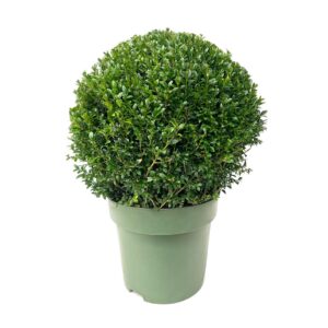 Boxwood - Buxus sempervirens (17 cm pot)